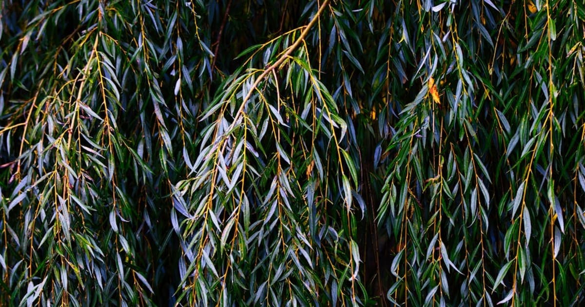 Hoshanah Rabbah: The Willow Branch Custom