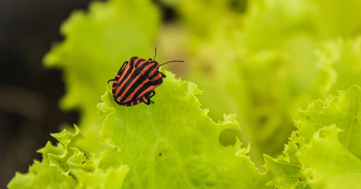 How to Check Lettuce for Bugs