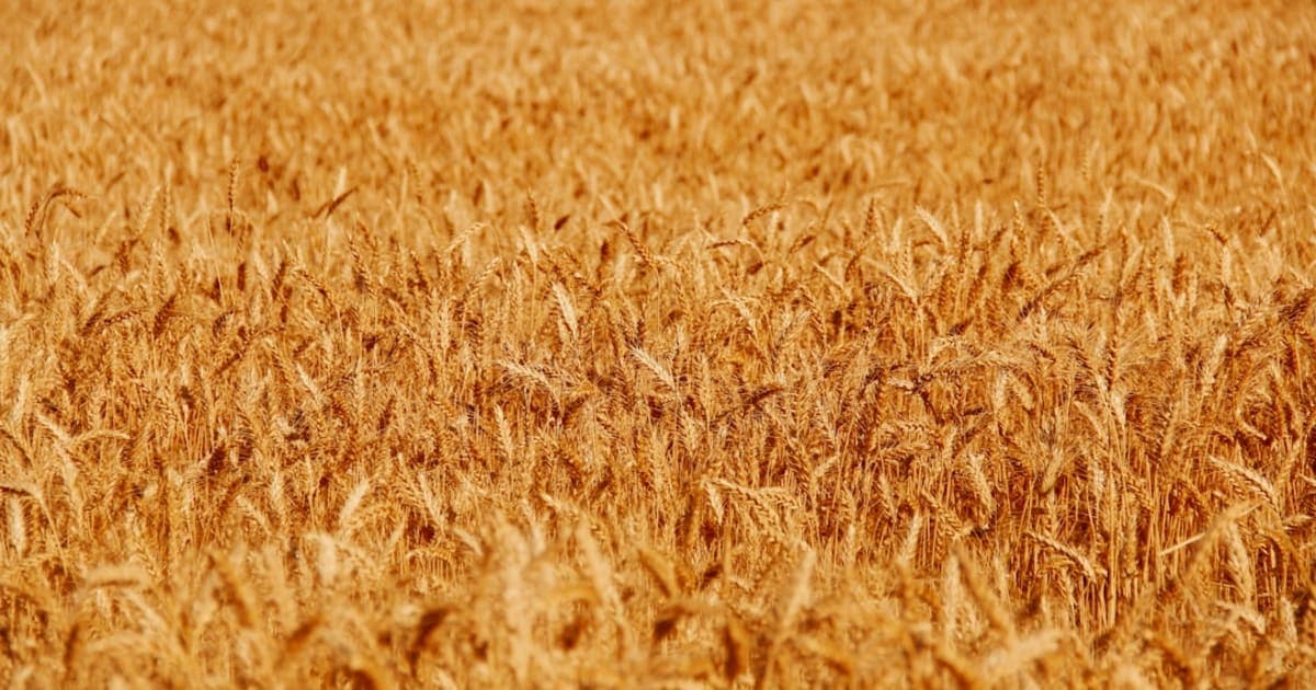 Counting the Omer: A 49-Day Spiritual Journey
