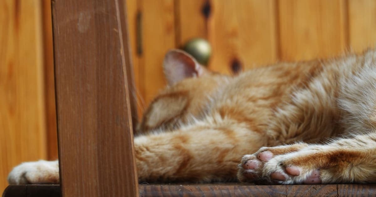 The Shabbat Nap (Shlaf)