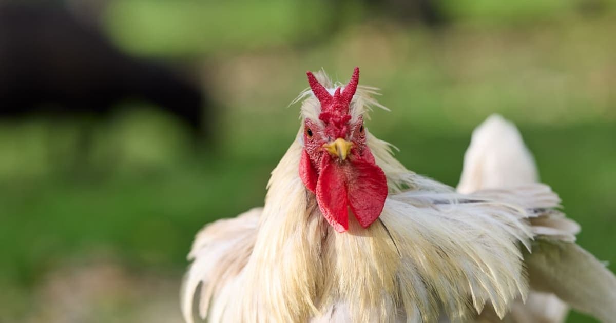 Kapparot: Chicken vs. Money